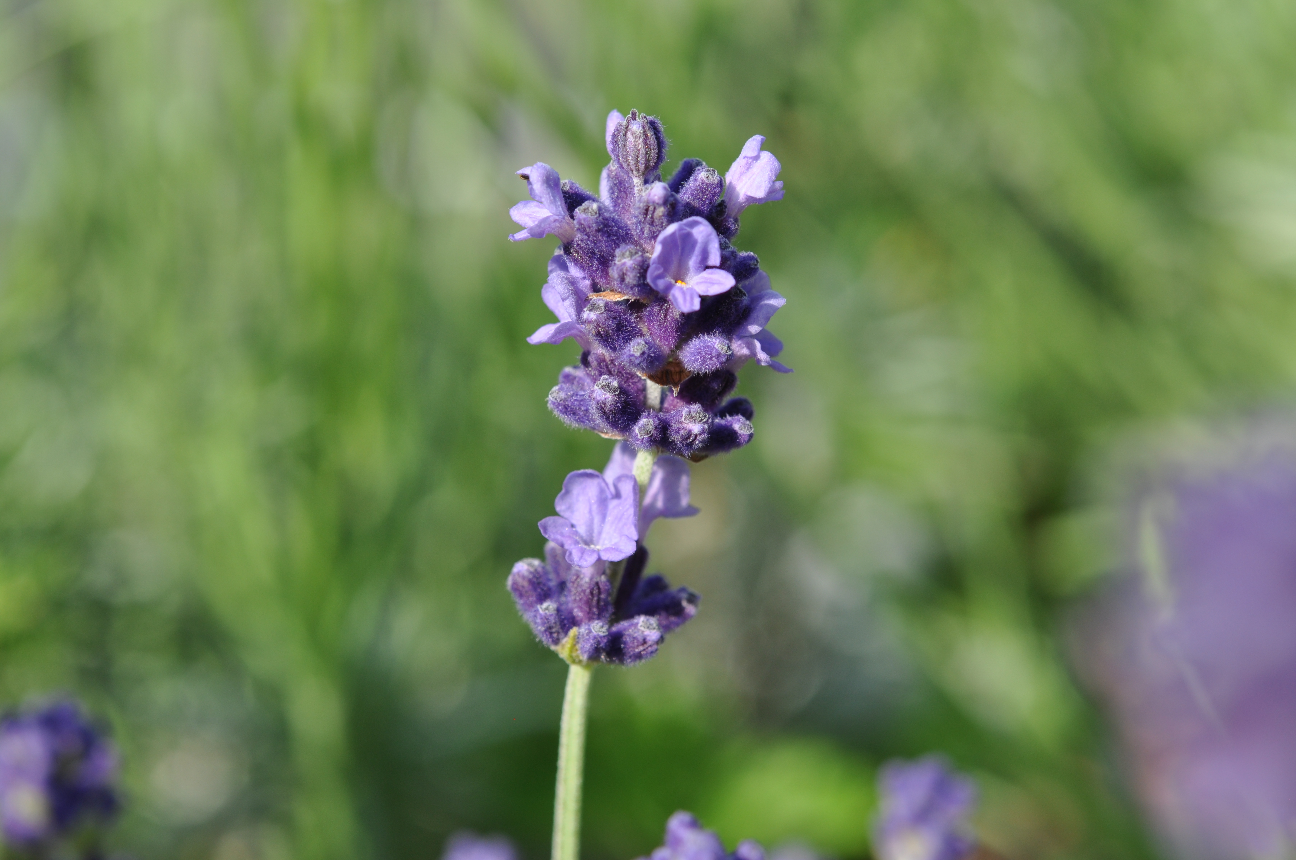 Lavandula angustifolia Sentivia23.jpg
